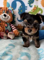 Rip , a male Yorkshire Terrier for sale in Centerville, OH – 2 of 9