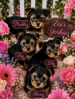 Lily , a female Yorkshire Terrier for sale in Dayton, OH – 4 of 10