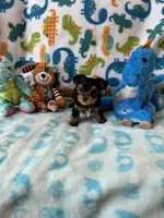 Rip , a male Yorkshire Terrier for sale in Centerville, OH – 9 of 9