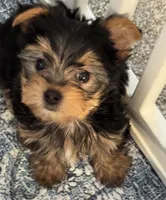 Lily , a female Yorkshire Terrier for sale in Dayton, OH – 2 of 10