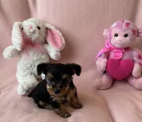 Lily , a female Yorkshire Terrier for sale in Dayton, OH – 7 of 10