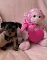 Pickles , a female Yorkshire Terrier for sale in Centerville, OH – 2 of 5