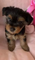Maria , a female Yorkshire Terrier for sale in Centerville, OH – 6 of 10