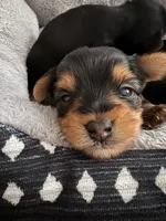 Maria , a female Yorkshire Terrier for sale in Centerville, OH – 10 of 10