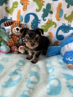 Rip , a male Yorkshire Terrier for sale in Centerville, OH – 6 of 9