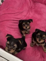 Lily , a female Yorkshire Terrier for sale in Dayton, OH – 6 of 10