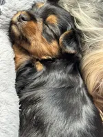 Rip , a male Yorkshire Terrier for sale in Centerville, OH – 8 of 9