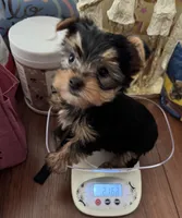 Lily , a female Yorkshire Terrier for sale in Dayton, OH – 3 of 10