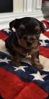 Maria , a female Yorkshire Terrier for sale in Centerville, OH – 4 of 10