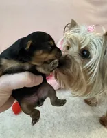 Lily , a female Yorkshire Terrier for sale in Dayton, OH – 9 of 10