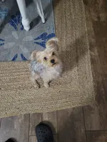 Balto, a male Yorkshire Terrier for sale in Lutz, FL – 2 of 3
