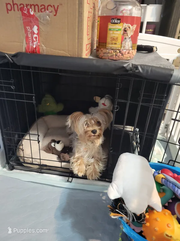 Balto – Yorkshire Terrier puppy for sale in Lutz, FL