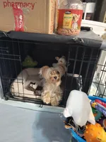 Balto, a male Yorkshire Terrier for sale in Lutz, FL – 1 of 3