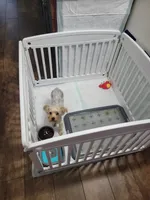 Balto, a male Yorkshire Terrier for sale in Lutz, FL – 3 of 3