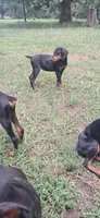 Capri, a female Doberman Pinscher for sale in Hillsborough, NC – 2 of 3