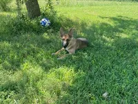 Turbo , a male German Shepherd Dog for sale in Hillsborough, NC – 4 of 5