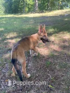 Turbo  – German Shepherd Dog puppy for sale in Hillsborough, NC