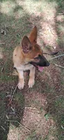 Turbo , a male German Shepherd Dog for sale in Hillsborough, NC – 2 of 4
