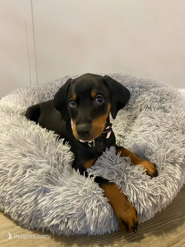 Konin – Doberman Pinscher puppy for sale in Mebane, NC