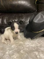 Gildan, a male Chihuahua for sale in Mebane, NC – Photo 3 of 3