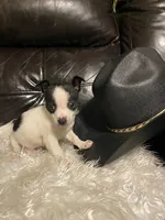 Gildan, a male Chihuahua for sale in Mebane, NC – Photo 1 of 3