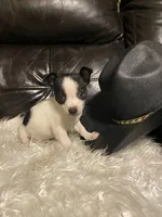 Gildan, a male Chihuahua for sale in Mebane, NC – Photo 2 of 3