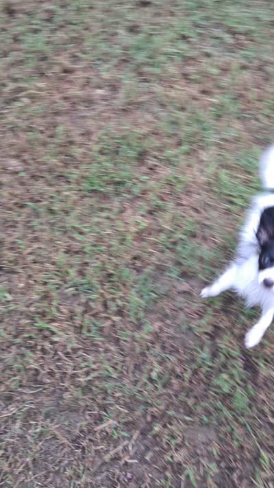 Louis Vuitton , a male Papillon for sale in Hillsborough, NC – 5 of 5