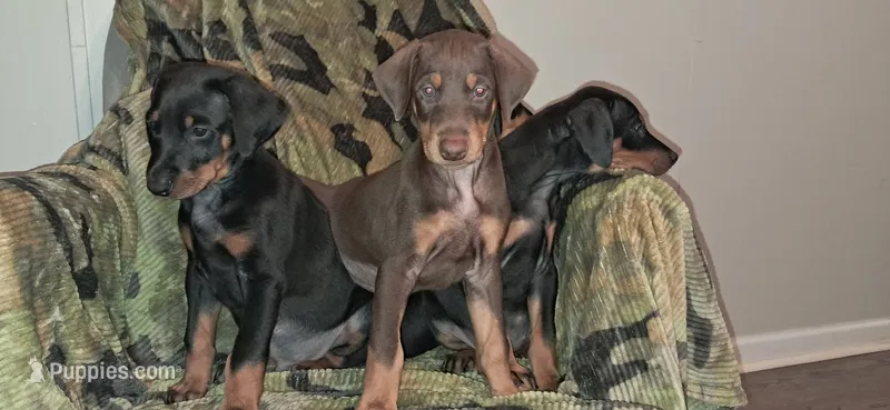 Cairo – Doberman Pinscher puppy for sale in Mebane, NC