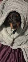 Cairo, a male Doberman Pinscher for sale in Mebane, NC – 2 of 6