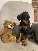 Jericho , a female Doberman Pinscher for sale in Mebane, NC – 5 of 8