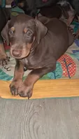 Zion , a male Doberman Pinscher for sale in Mebane, NC – 3 of 6