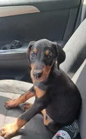 Oregon , a male Doberman Pinscher for sale in Mebane, NC – 3 of 10