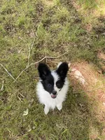 Sally , a female Papillon for sale in Mebane, NC – 2 of 5