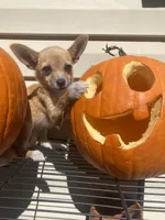 Freya, a female Chihuahua for sale in Hillsborough, NC – 3 of 4