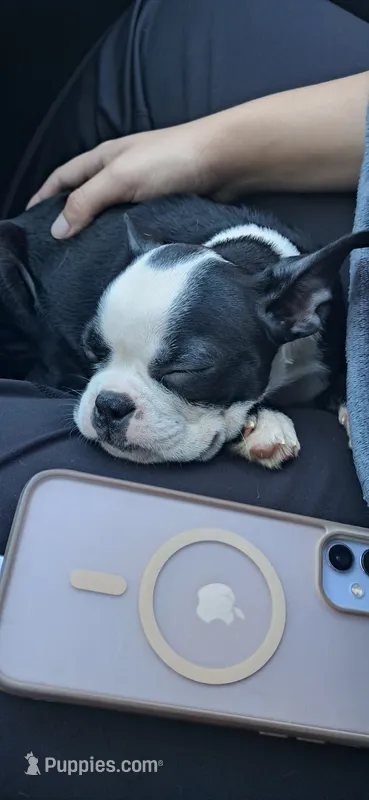 Hexie  – Boston Terrier puppy for sale in Durham, NC