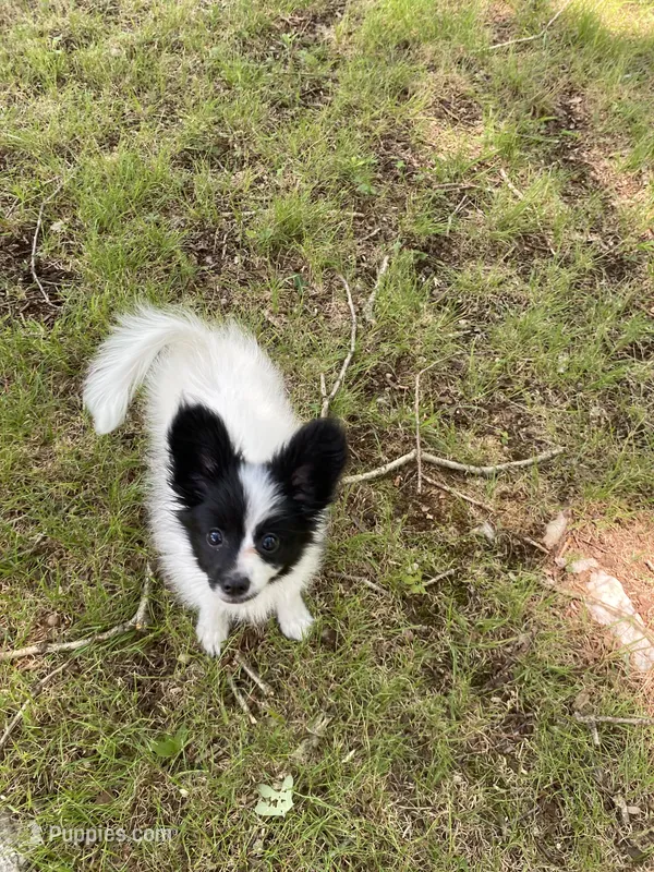 Knox  – Pomeranian puppy for sale in Mebane, NC