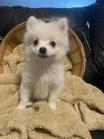 Luigi, a male Pomeranian for sale in Mebane, NC – Photo 3 of 5