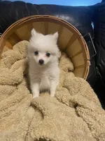 Luigi, a male Pomeranian for sale in Mebane, NC – Photo 4 of 5