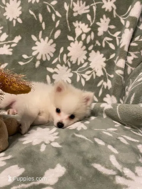 Luigi – Pomeranian puppy for sale in Mebane, NC