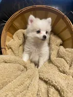 Luigi, a male Pomeranian for sale in Mebane, NC – Photo 5 of 5