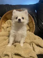 Luigi, a male Pomeranian for sale in Mebane, NC – Photo 2 of 5