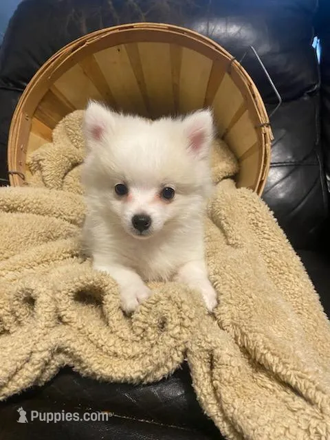 Luigi – Pomeranian puppy for sale in Mebane, NC