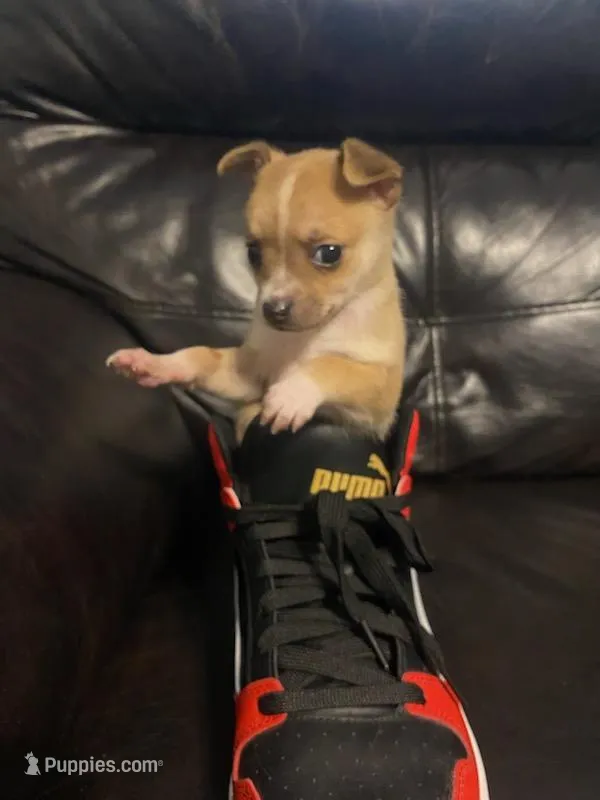 Sammy – Chihuahua puppy for sale in Mebane, NC