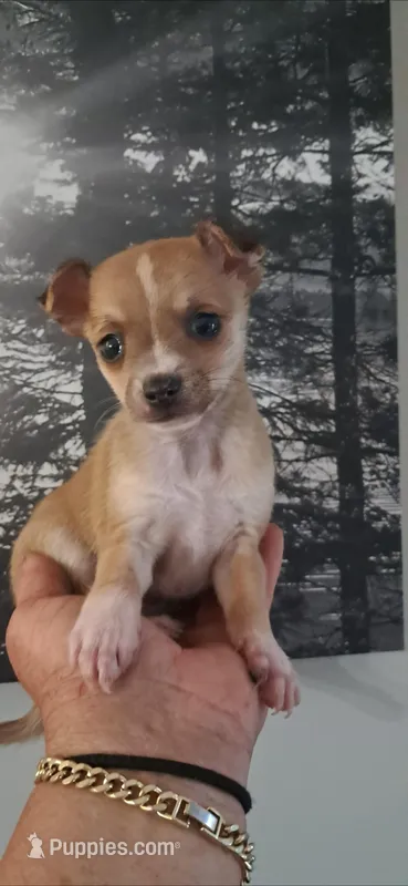 Sammy – Chihuahua puppy for sale in Mebane, NC