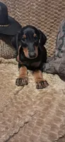 Konan , a male Doberman Pinscher for sale in Mebane, NC – 2 of 5