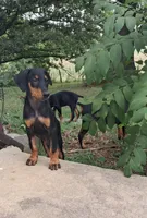 Oregon , a male Doberman Pinscher for sale in Mebane, NC – 1 of 3