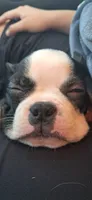Winter, a female Boston Terrier for sale in Durham, NC – 1 of 8