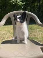 Levi , a female Papillon for sale in Mebane, NC – 1 of 5