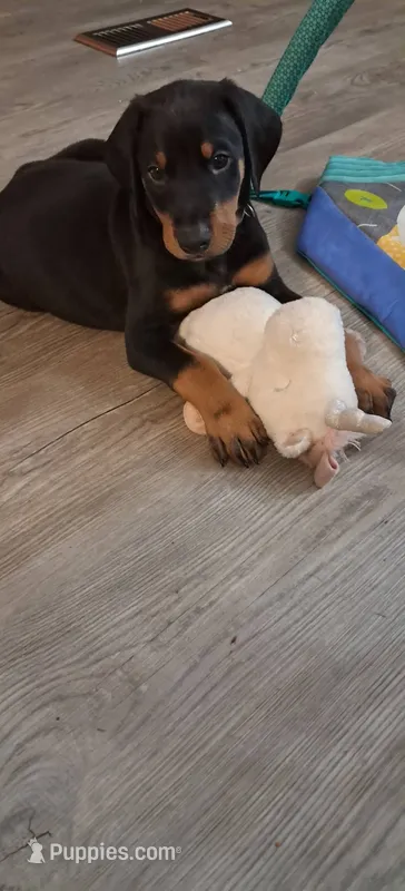 Capri – Doberman Pinscher puppy for sale in Mebane, NC