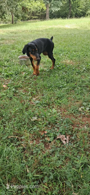 Alaska  – Doberman Pinscher puppy for sale in Mebane, NC